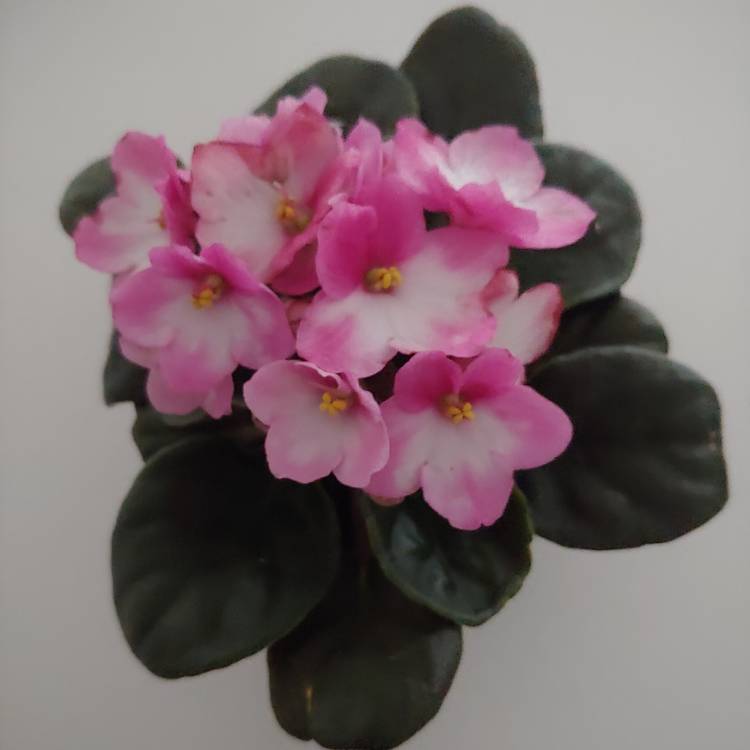 plant image 1441055
