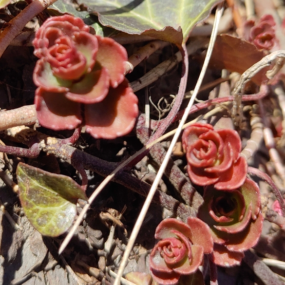 plant image 1449881