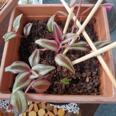 Tradescantia zebrina  syn. Tradescantia tricolor, Tradescantia zebrina pendula, Tradescantia pendula