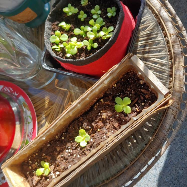 plant image 1458330