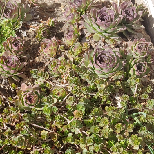 Plant image Jovibarba arenaria