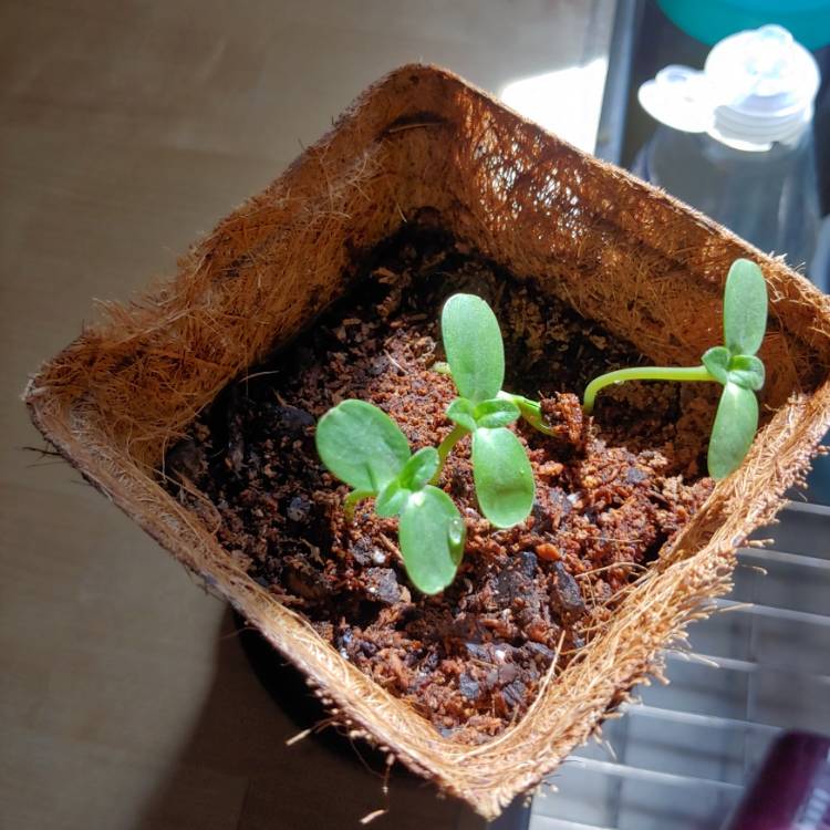 plant image 1460632