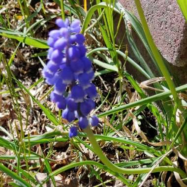 Muscari