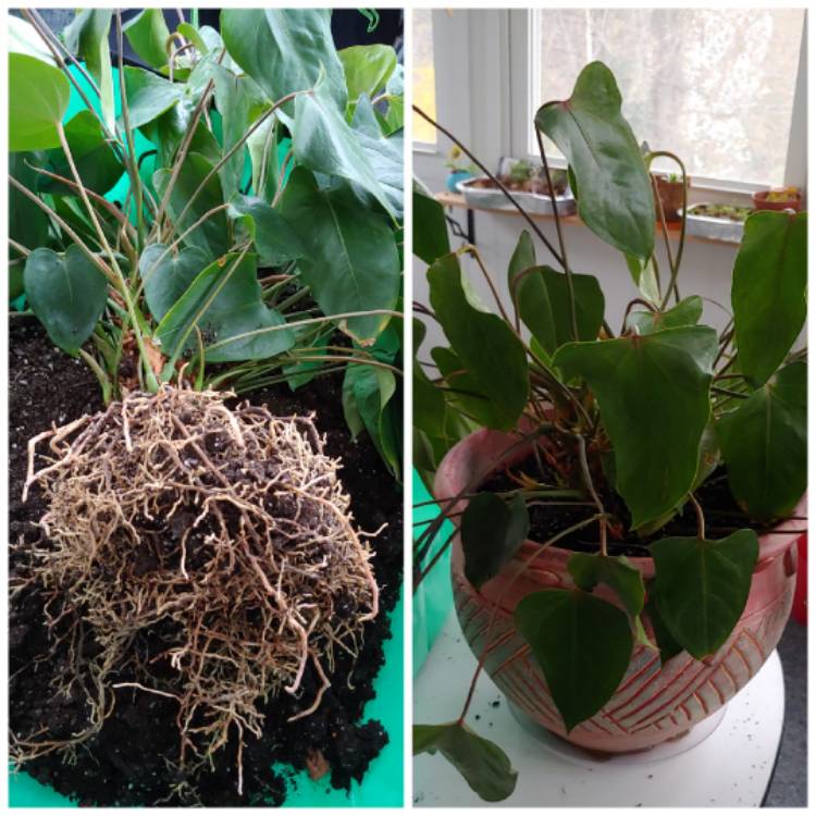 plant image 1464396