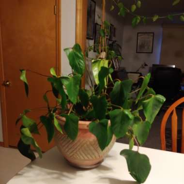 Anthurium (Andraeanum Group)  syn. Anthurium andraeanum