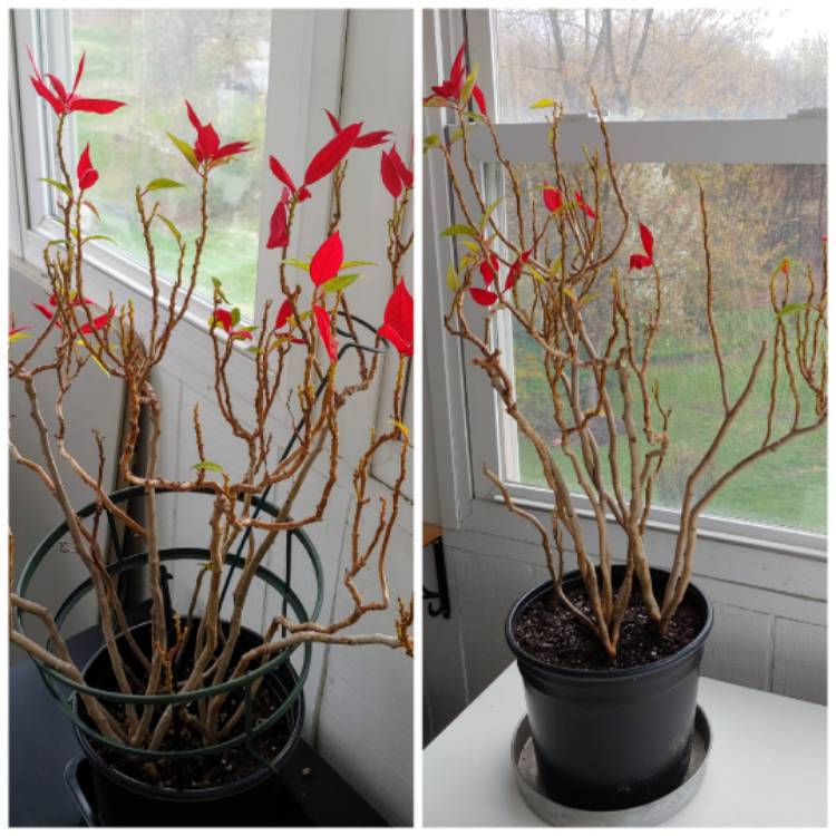 plant image 1467685