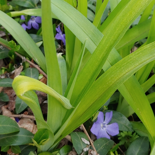 plant image 1469351