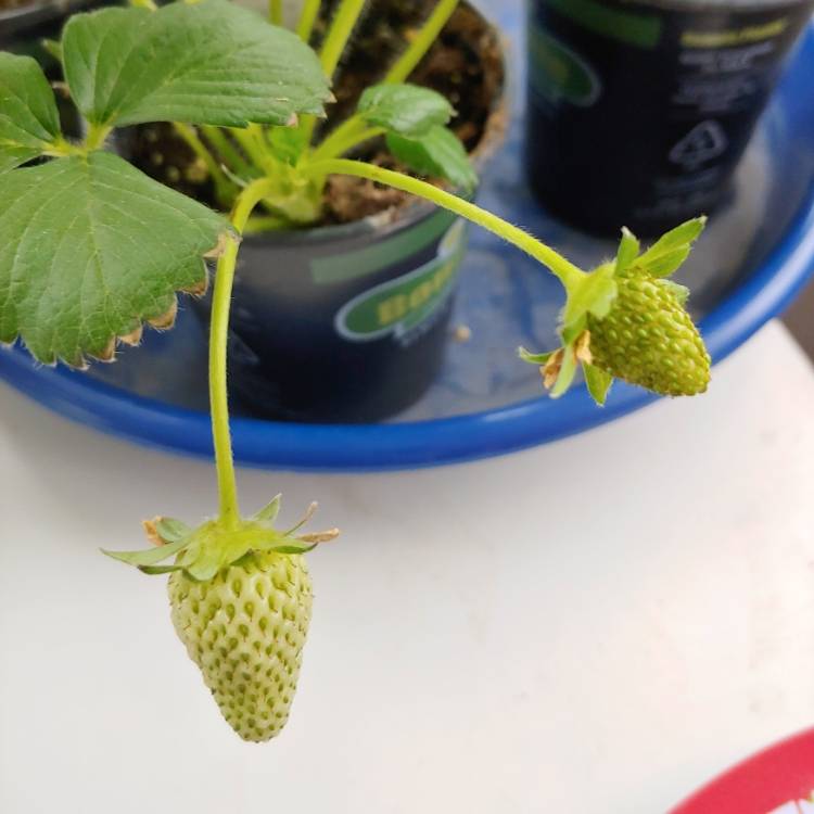 plant image 1469623 plant image 1469623