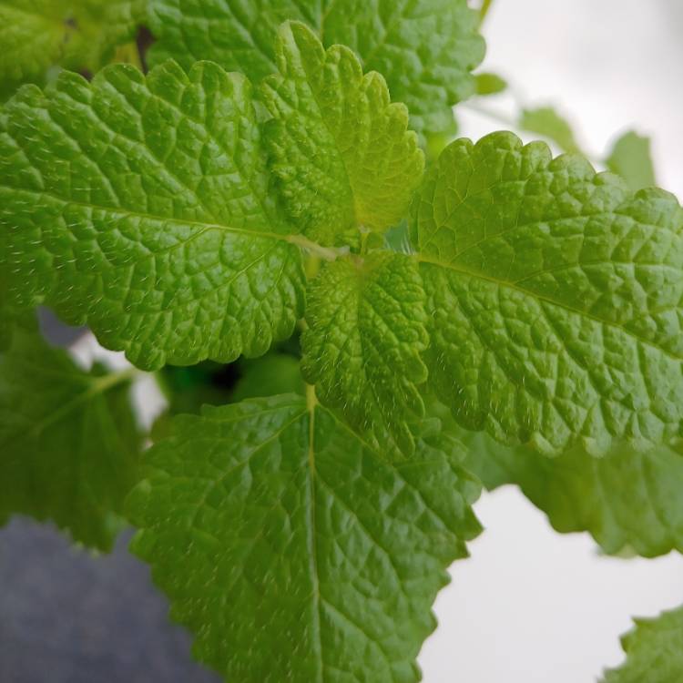 plant image 1469633