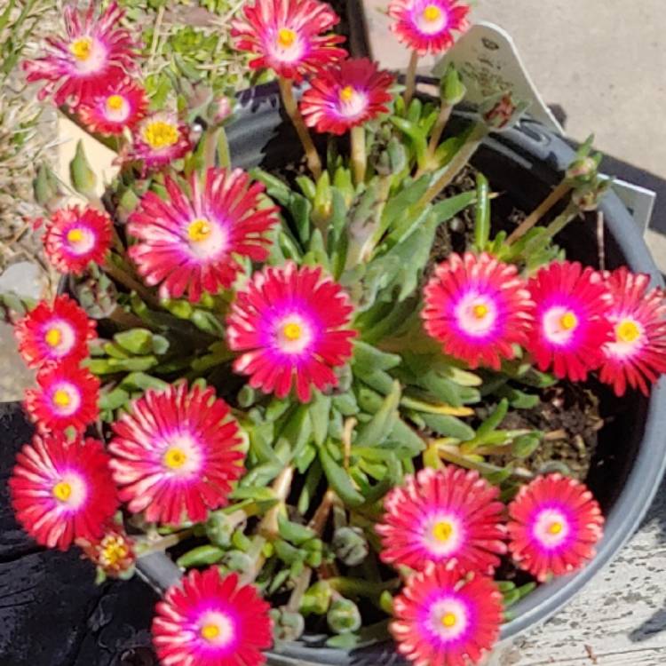 plant image 1470711 plant image 1470711