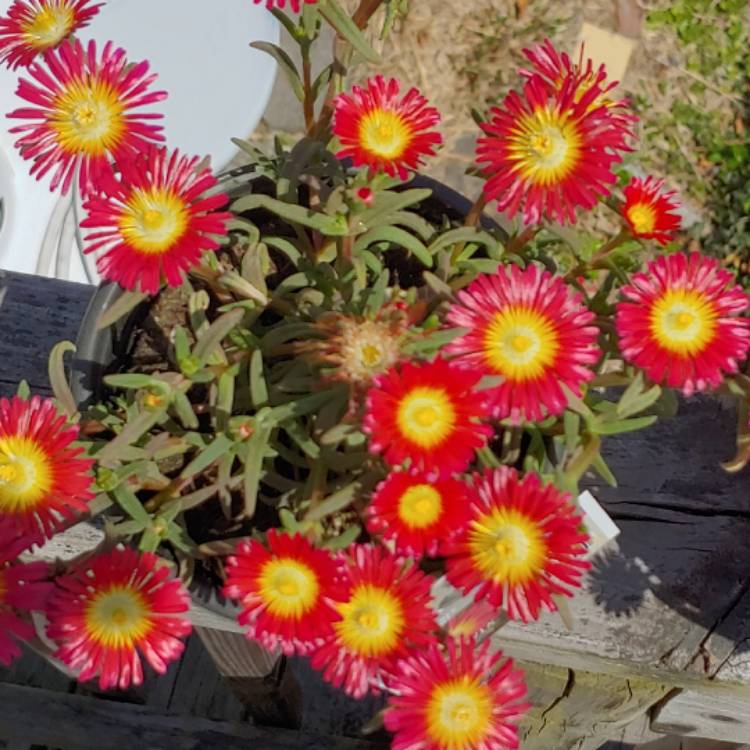 plant image 1470715 plant image 1470715