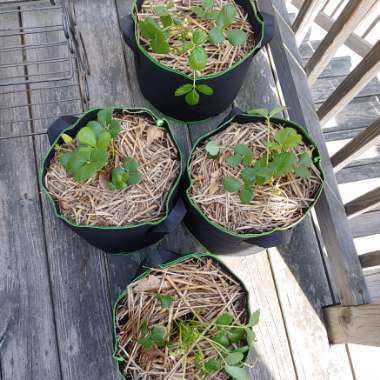 Fragaria x ananassa