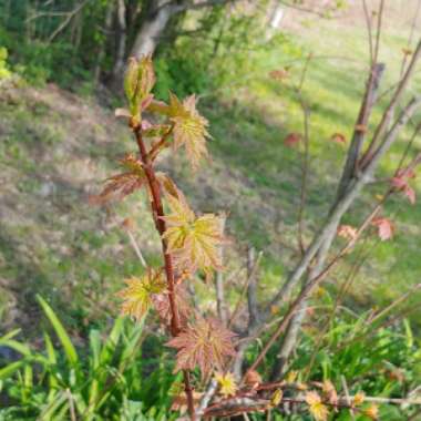 Acer