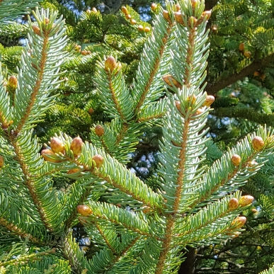 Plant image Pinus