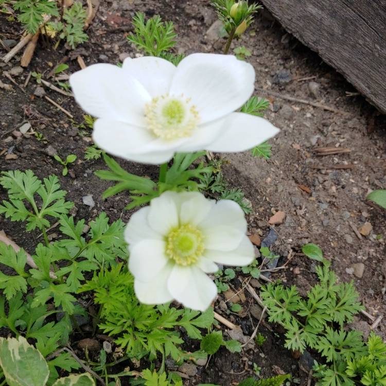 Plant image Anemone coronaria 'Harmony White'