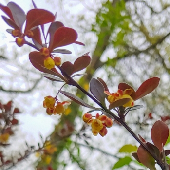 Plant image Berberis