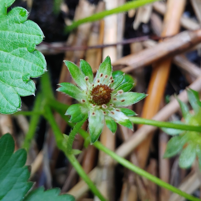 plant image 1474695 plant image 1474695
