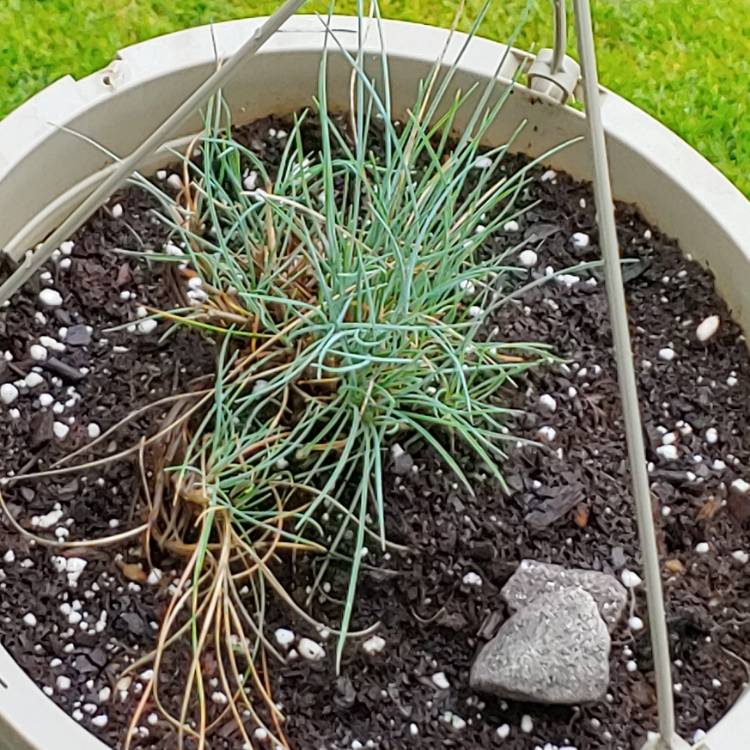 plant image 1474705