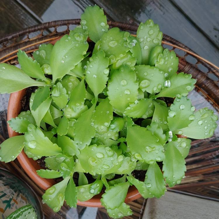 plant image 1474730