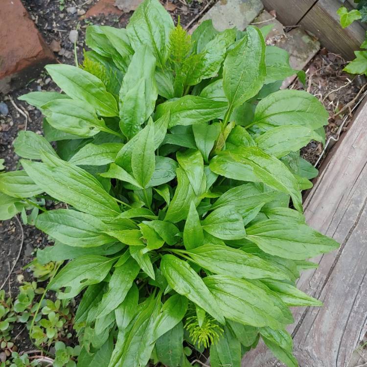 plant image 1475574