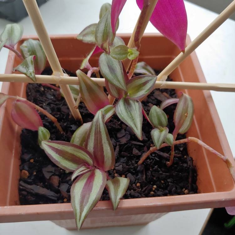 plant image 1475591 plant image 1475591