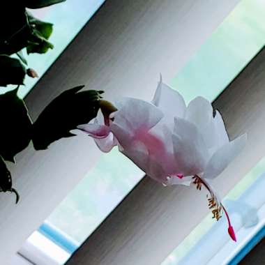 Schlumbergera truncata
