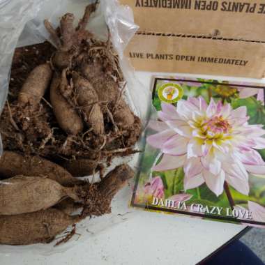 Dahlia 'Crazy Love'