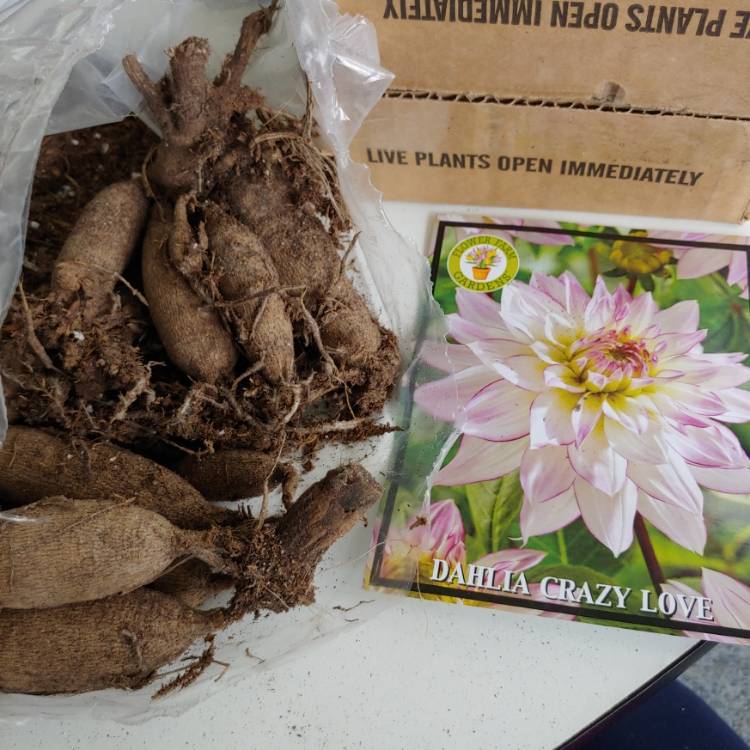 Plant image Dahlia 'Crazy Love'