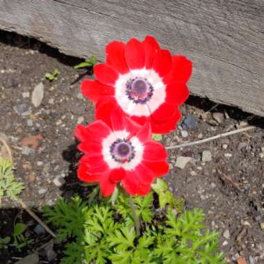 Anemone coronaria De Caen (Mix)
