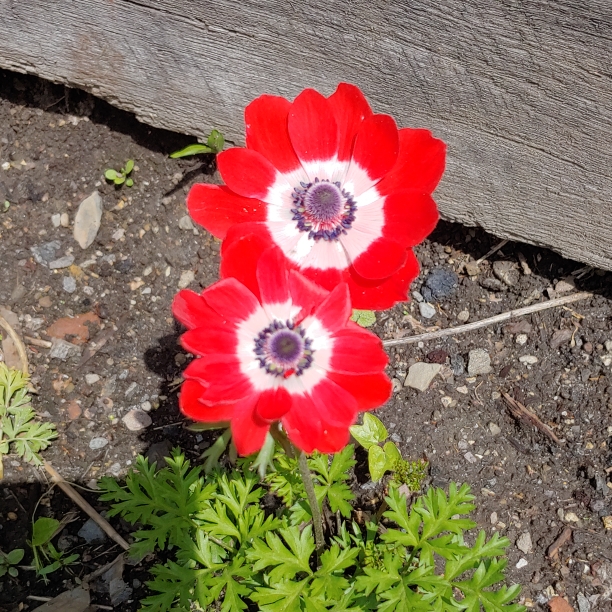 plant image 1477359
