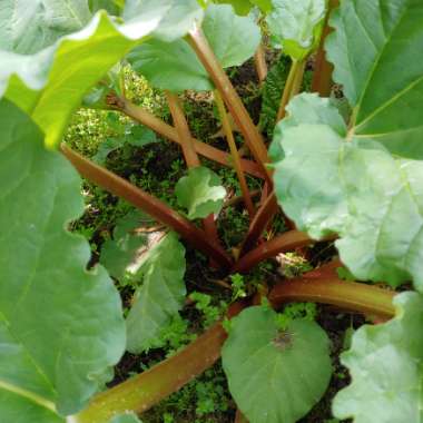 Rheum Rhabarbarum