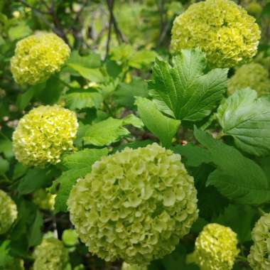 Viburnum opulus 'Roseum' syn. Viburnum opulus 'Sterile'