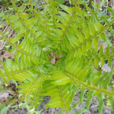 Athyrium filix-femina