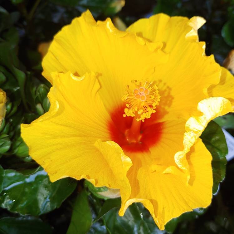 Plant image Hibiscus rosa-sinensis 'Athenacus'