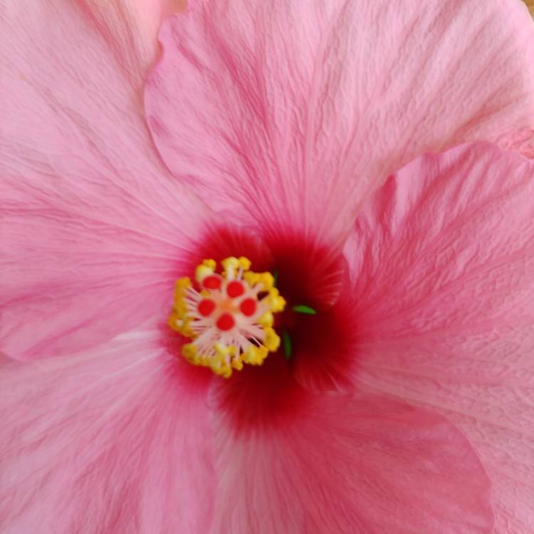 plant image 1482329 plant image 1482329