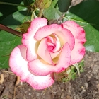 plant image 1483436 plant image 1483436