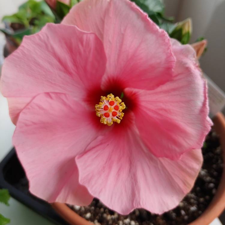plant image 1483553 plant image 1483553