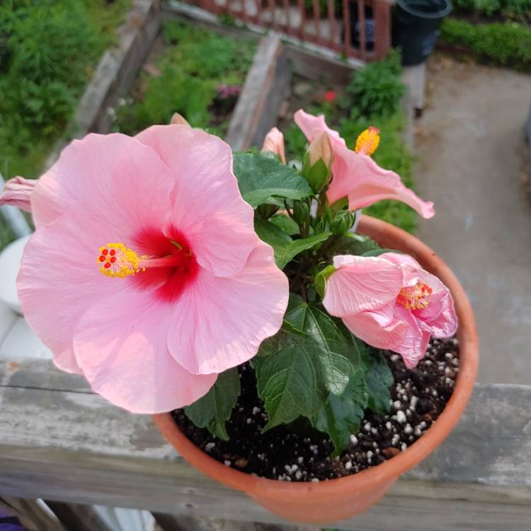 plant image 1484462 plant image 1484462
