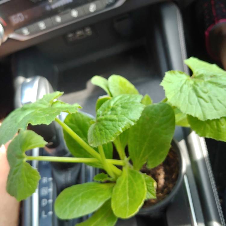 plant image 1484661
