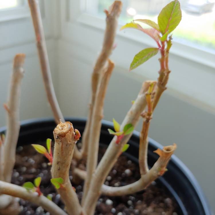 plant image 1484695