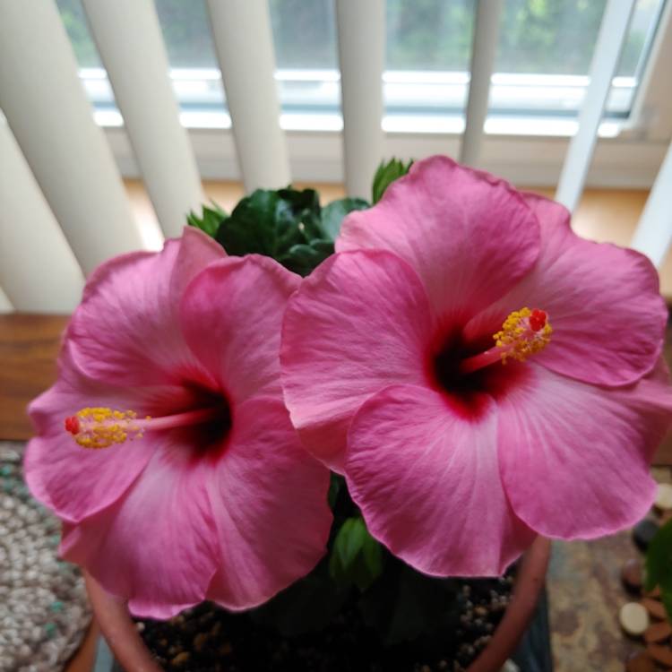 plant image 1486484 plant image 1486484