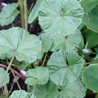 Malva sylvestris
