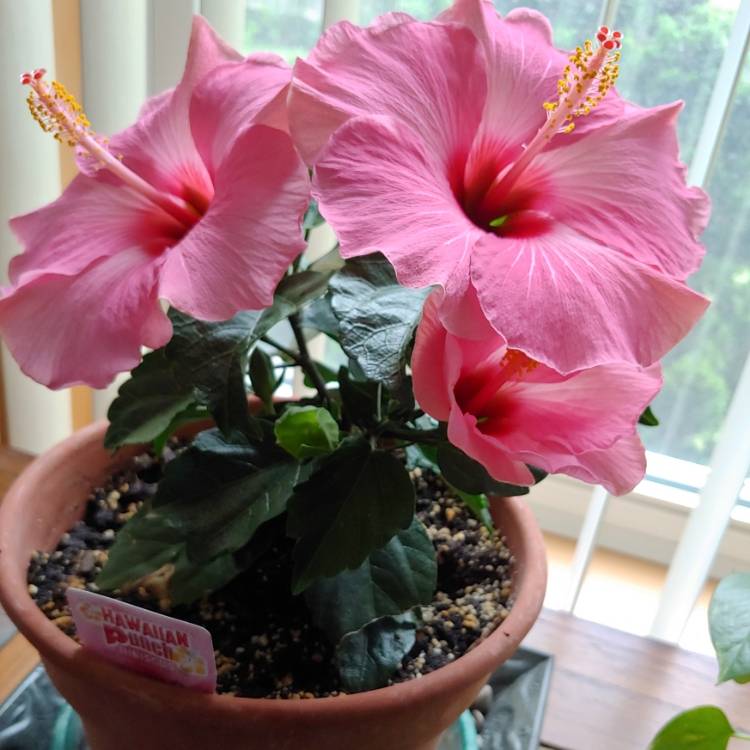 plant image 1487138 plant image 1487138