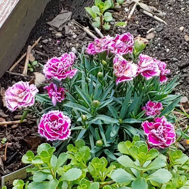 plant image 1488949