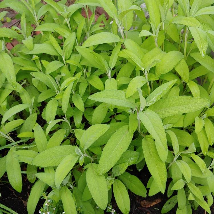 plant image 1488980