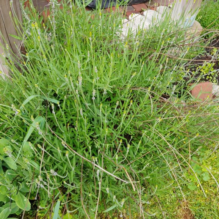 plant image 1488988 plant image 1488988