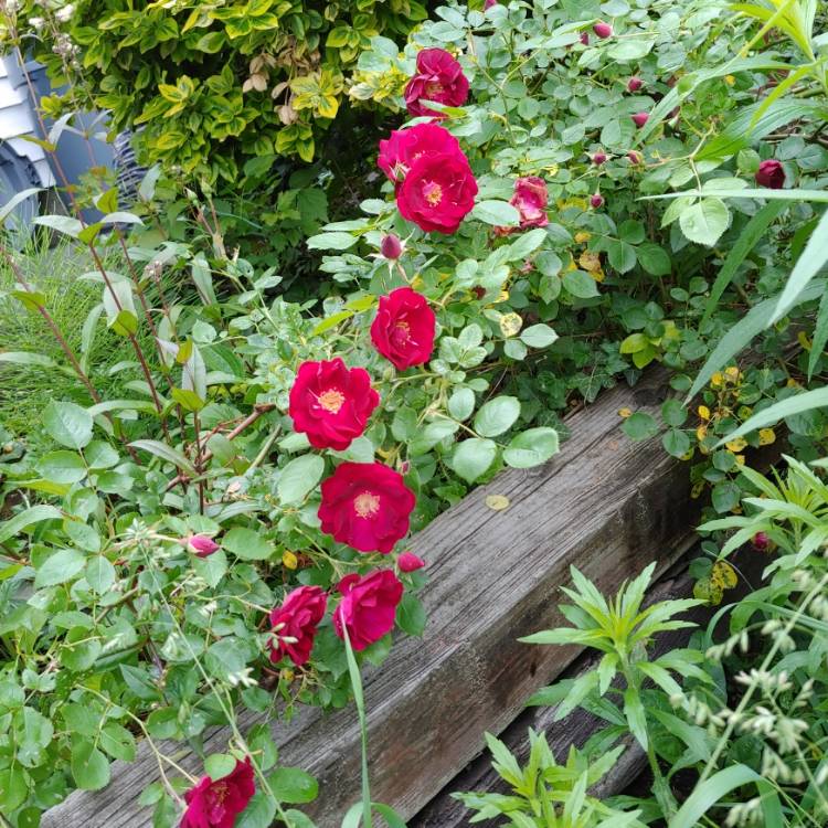 plant image 1489291 plant image 1489291