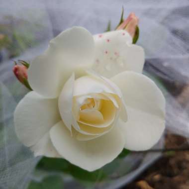 Rosa 'Korbin' syn. Rosa 'Iceberg', Rosa 'Fee des Neiges', Rosa 'Schneewittchen'