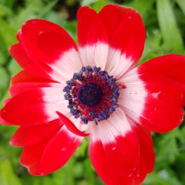 Anemone coronaria De Caen (Mix)
