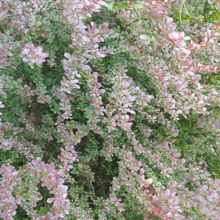 plant image 1489901 plant image 1489901